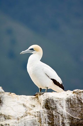 Framed New Zealand, Australasian gannet tropical bird Print