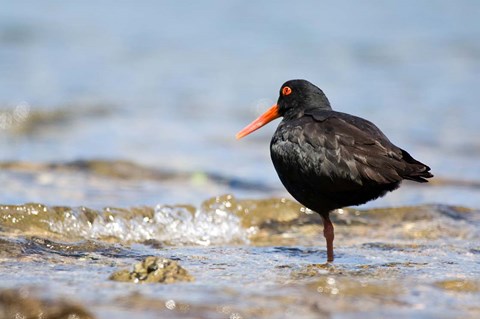 Framed New Zealand, Oystercatcher tropical bird Print