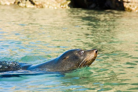 Framed New Zealand, South Island, Marlborough, Fur Seal Print