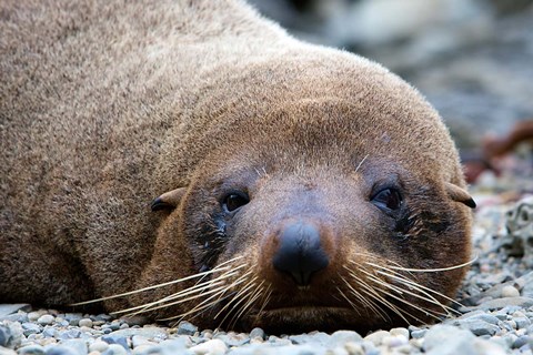 Framed New Zealand, South Island, Kaikoura Coast, Fur Seal Print