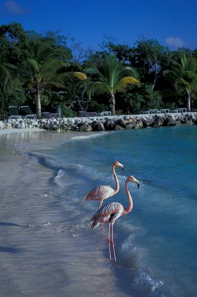 Framed Sonesta Island,  Aruba, Caribbean Print