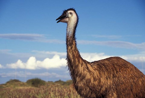 Framed Australia, Emu, flightless bird Print