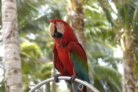 Framed Parrot at Radisson Resort, Palm Beach, Aruba, Caribbean Print