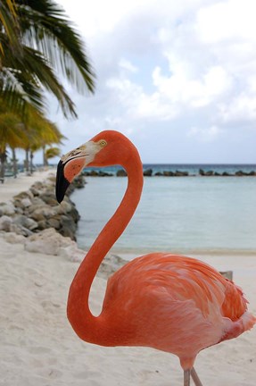 Framed Pink Flamingo on Renaissance Island, Aruba, Caribbean Print