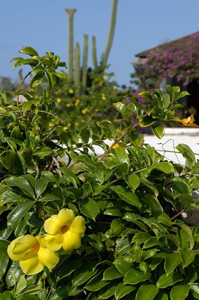 Framed Yellow Flowers, Cacti and Home, Aruba, Caribbean Print