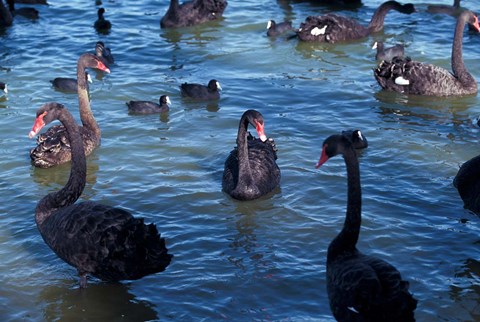 Framed Australia, Perth, Bibra Lake Black Swans Print