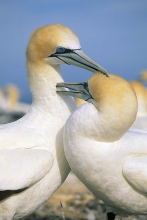 Framed Pair of Gannet tropical birds, Cape Kidnappers New Zealand Print