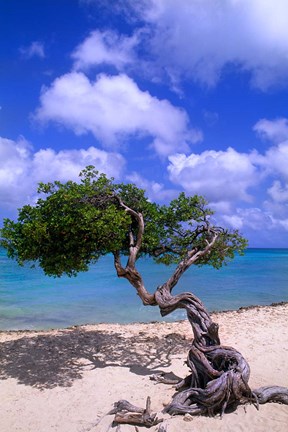 Framed Lone Divi Tree, Aruba, Caribbean Print