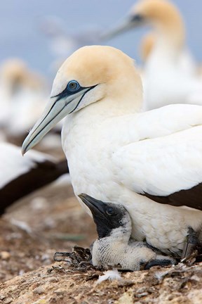 Framed Australasian Gannet chick and parent on nest, North Island, New Zealand Print