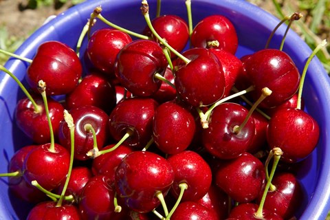 Framed Bucket of cherries, Cromwell, Central Otago, South Island, New Zealand Print
