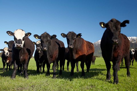 Framed Cows, Kaikoura, Seaward Kaikoura Ranges, Marlborough, South Island, New Zealand Print