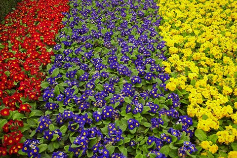 Framed Flower garden at Dunedin Railway Station, South Island, New Zealand Print