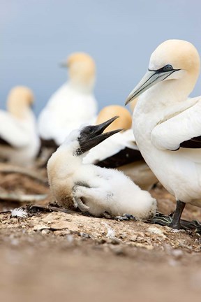 Framed Gannet tropical birds, Cape Kidnappers New Zealand Print