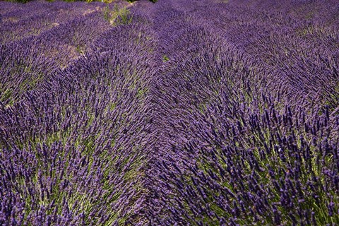 Framed Lavender Farm, near Cromwell, Central Otago, South Island, New Zealand (horizontal) Print