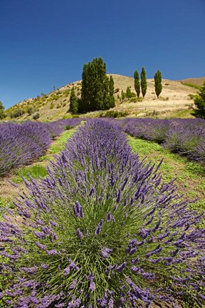 Framed Lavender Farm, near Cromwell, Central Otago, South Island, New Zealand (vertical) Print