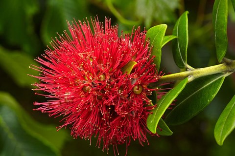 Framed Pohutukawa Flower, Dunedin, South Island, New Zealand Print