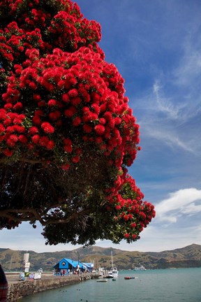 Framed Pohutukawa tree and Akaroa Harbour, Akaroa, Banks Peninsula, Canterbury, South Island, New Zealand Print