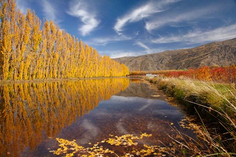 Framed Poplar tree, irrigation, Otago, South Island, New Zealand Print