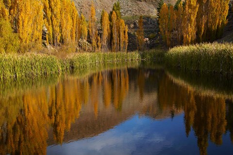 Framed Poplar trees in Autumn, Bannockburn, Cromwell, Central Otago, South Island, New Zealand Print