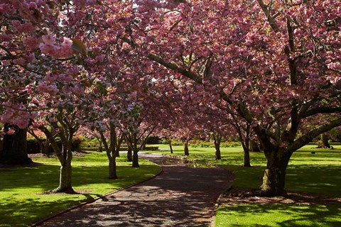 Framed Spring, Ashburton Domain, Mid-Canterbury, New Zealand Print