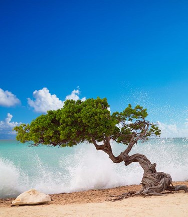 Framed Divi Divi Tree, Eagle Beach, Aruba, Caribbean Print