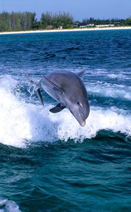 Framed Dolphin Jumping, Grand Bahama, Bahamas Print