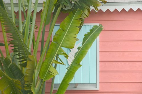 Framed Palm and Pineapple Shutters Detail, Great Abaco Island, Bahamas Print