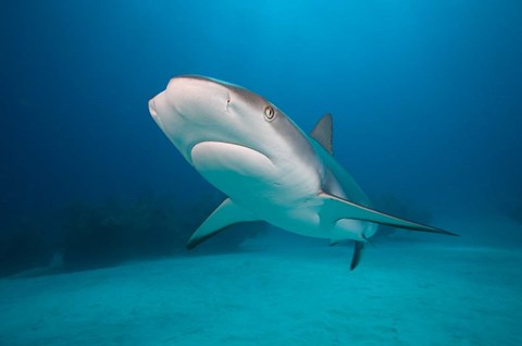 Framed Bahamas, Freeport, Caribbean Reef Shark swimming Print