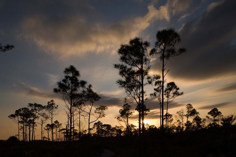 Framed Bahamas, Lucaya NP, Setting sun on Caribbean Pine Trees Print