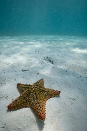 Framed Bahamas, Marine Life, Sea star, Golden Rock Beach Print