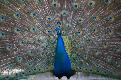 Framed Bahamas, Nassau, Indian Peacock patterns Print
