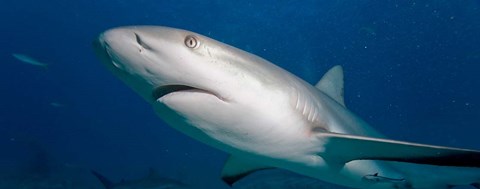 Framed Bahamas, New Providence Island, Caribbean Reef Sharks Print