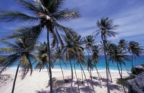 Framed Palm Trees on St Philip, Barbados, Caribbean Print