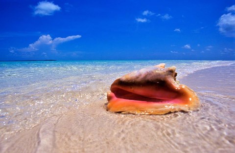 Framed Conch at Water&#39;s Edge, Pristine Beach on Out Island, Bahamas Print