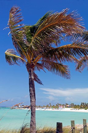Framed Palm Tree of Castaway Cay, Bahamas, Caribbean Print