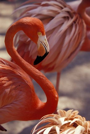 Framed Pink Flamingo in Ardastra Gardens and Zoo, Bahamas, Caribbean Print