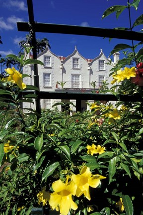 Framed Yellow flowers, St Nicholas Abbey, St Peter Parish, Barbados, Caribbean Print