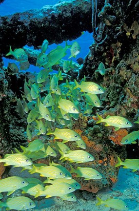 Framed Schooling Bluestriped Grunts, Bahamas, Caribbean Print