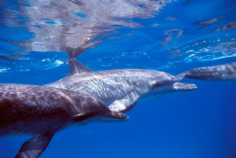 Framed Pair of Atlantic Spotted Dolphins, Bimini, Bahamas Print