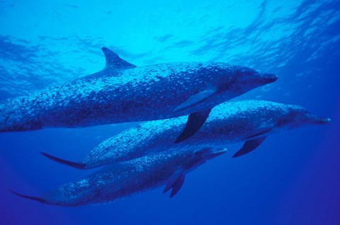 Framed Three Spotted Dolphins, Bahamas, Caribbean Print