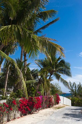 Framed Bahamas, Eleuthera, Harbor Island, Dunmore, Flora Print