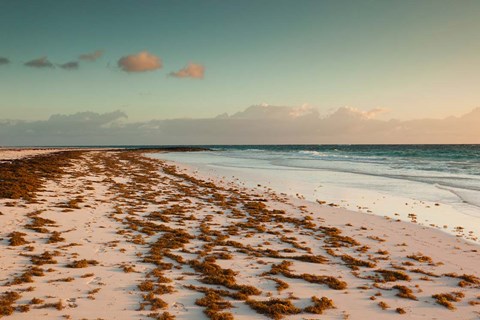 Framed Bahamas, Eleuthera, Harbor Island, Pink Sand Beach with seaweed Print