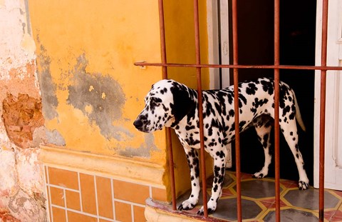 Framed Spotted dog and colorful wall in Trinidad Cuba Print