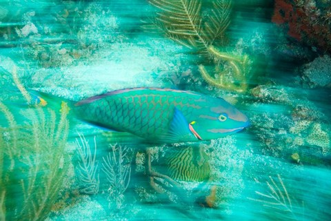 Framed Stoplight Parrotfish, Virgin Gorda Island, British Virgin Islands, Caribbean Print