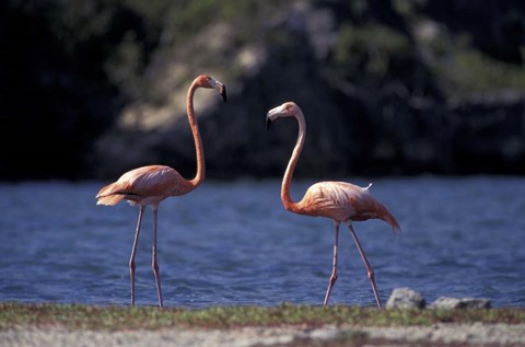 Framed Pink Flamingos on Lake Goto Meer, Bonaire, Caribbean Print