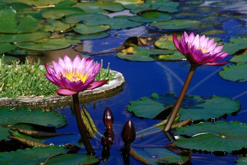 Framed Water Lillies in Reflecting Pool at Palm Grove Gardens, Barbados Print
