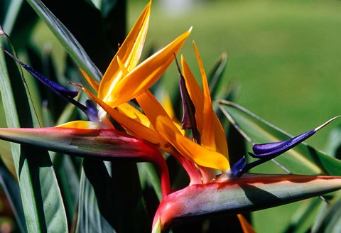 Framed Bird of Paradise in Bermuda Botanical Gardens, Caribbean Print