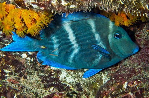 Framed Blue Tang fish, Bonaire, Netherlands Antilles, Caribbean Print