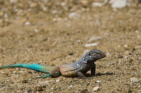 Framed Bonaire Whiptail Lizard, Bonaire, Netherlands Antilles Print