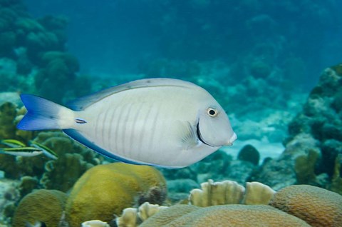 Framed Ocean Surgeonfish, Bonaire, Netherlands Antilles Print